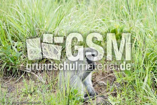 Grüne Meerkatzen (14 von 67).jpg